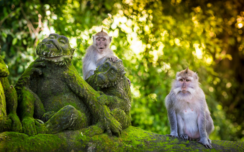 Monkey Forest w Ubud na Bali